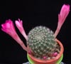 Rebutia violaciflora-