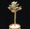 Sedum sp.-