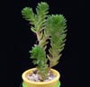 Sedum lorenzoi cv.-