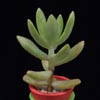 Sedum lucidum-