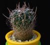 Stenocactus dicroacanthus-