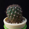 Sulcorebutia tiraquensis -