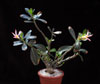 Adenium obesum - Desert Rose