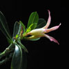 Adenium obesum - Desert Rose