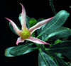 Adenium obesum - Desert Rose