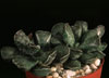 Adromischus cooperi - 