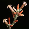 Adromischus cooperi - 
