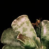 Adromischus cooperi - 