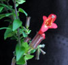 Aeschynanthus lobbianus - Lipstick plant