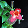 Aeschynanthus lobbianus - Lipstick plant