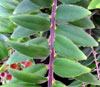 Aeschynanthus lobbianus - Lipstick plant