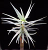 Aloe ferox - Cape aloe, Bitter aloe