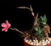 Anacampseros rufescens-