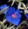 Anagallis monellii - Blue Pimpernel