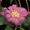 Anemone hybrid - windflower