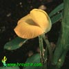 Arachis hypogea - Peanut