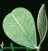 Arachis hypogea - Peanut
