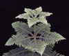 Araucaria heterophylla - Norfolk island pine