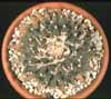 Ariocarpus elongatus - Living Rock Cactus, Seven Stars Cactus