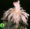 Ariocarpus furfuraceus - Living Rock cactus, Peyote Cimarron