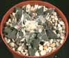 Ariocarpus retusus - Living stone, Seven stars, Peyote cimarron, Tsuwiri