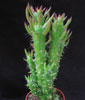 Austrocylindropuntia subulata-Eve's Needle