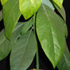 Avocado persea americana - Avocado