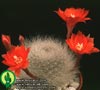 Aylostera albipilosa-