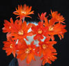 Aylostera hibrid-