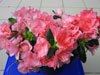 Azalea indica-Azalea indica