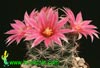 Bartschella schumannii -  