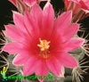 Bartschella schumannii -  