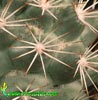 Bartschella schumannii -  