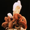 Cleistocactus strausii-Silver Torch 