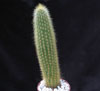 Cleistocactus winteri-Golden Rat Tail