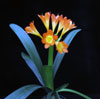 Clivia miniata-Bush Lily