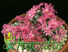 Conophytum pearsonii -  