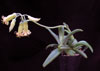 Cotyledon octopus-Cotyledon octopus