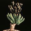 Tylecodon reticulatus-