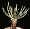 Tylecodon wallichii-