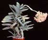 Crassula falcata-propeller plant