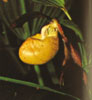 Cypripedium species-Cypripedium sp.