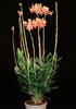 Dendrobium hybrid-Dendrobium hybrid
