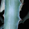 Dyckia rariflora - Dickia rariflora