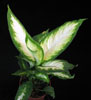 Dieffenbachia camilla-Dumb Cane, Spotted dumb cane, Gold-dieffenbachia