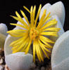Dinteranthus microspermus - 