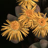 Dinteranthus puberulus -  
