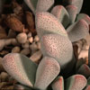 Dinteranthus puberulus -  