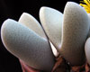 Dinteranthus microspermus - 