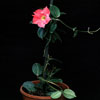 Dipladenia sanderii rosea-Red Riding Hood